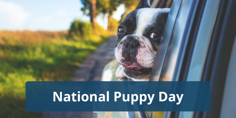 Happy National Puppy Day!
