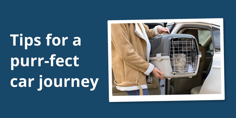 Purr-fect Car Journeys